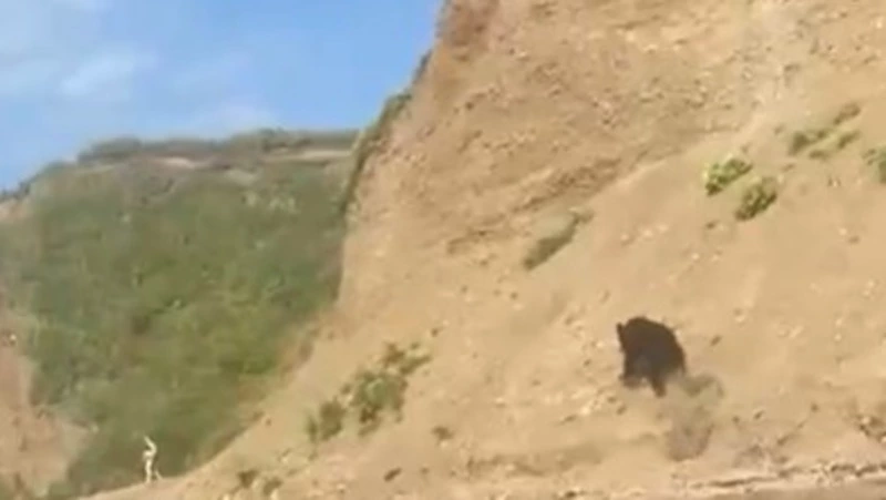 Медведь в Александровске-Сахалинском потревожил отдыхающих на пляже