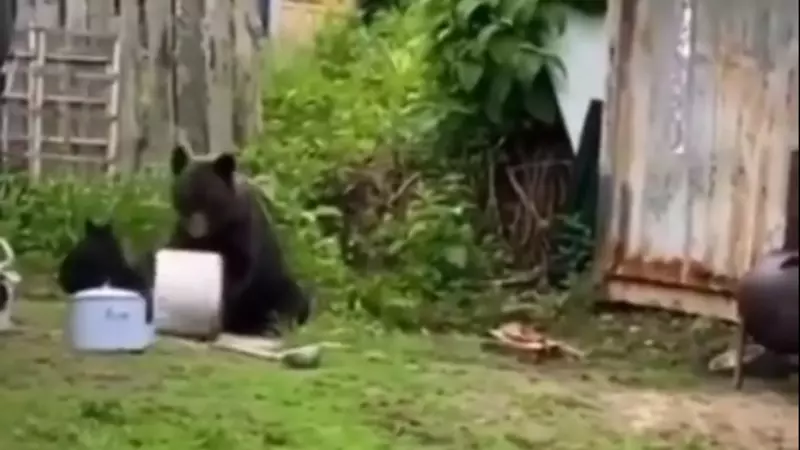 В Макарове медведица напала на собаку, дебоширила в частных домах и гуляла по кладбищу