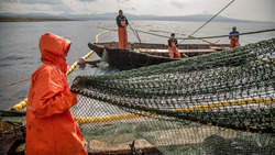 «Рыбы стало крайне мало». Сахалинским рыбакам придется ограничить аппетиты