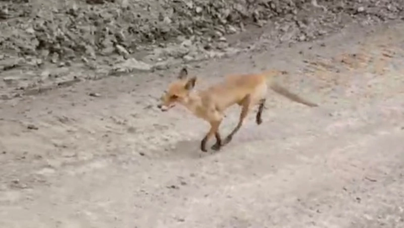 «Опять ты!»: истощенную лису встретили на дороге жители Курил