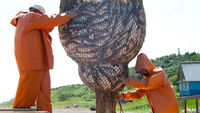 Рыбаки Сахалина перевыполнили прогноз по добыче горбуши в 2023 году