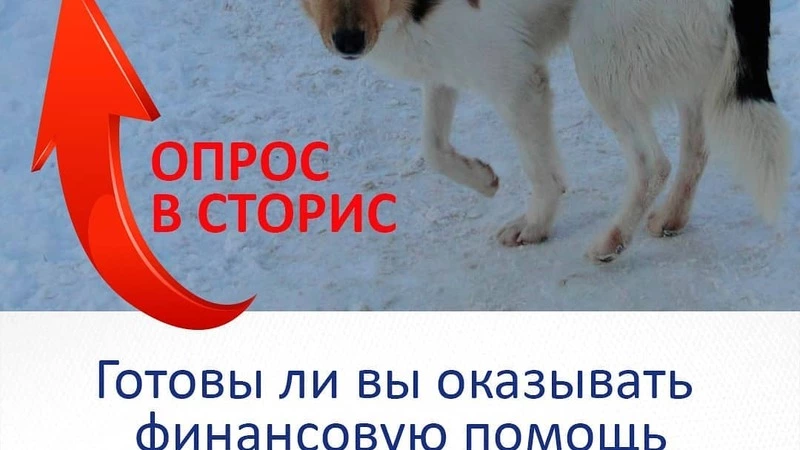 В Углегорске всенародно решают вопрос с приютом для животных-бродяжек