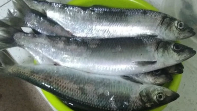 «Все, подошла»: к берегу Сахалина прибило крупные косяки мойвы и селедки