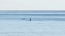 Семью косаток заметили у мыса Острый