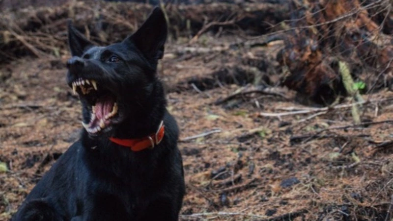 Мэрия Холмска прокомментировала инцидент с нападением бездомной собаки на ребенка 