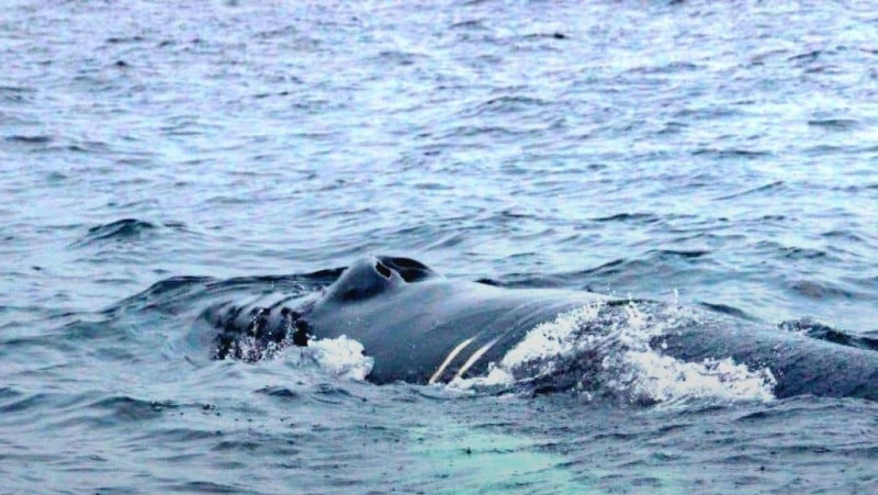 Спасатели с Сахалина вызваны на помощь запутавшемуся в сетях киту возле Териберки