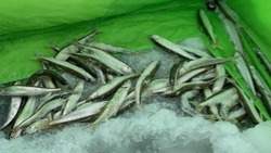 Рыбный день: первое воскресенье нового года на Сахалине выдалось щедрым на корюшку