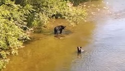 Анивское сафари: на одной из рек на Сахалине заметили двух медвежат