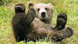 Смертельно опасные и фотогеничные: ТОП-10 встреч с медведями на Сахалине в 2022 году