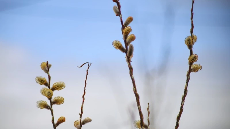 Сахалин ждет тепло до +14 градусов, Курилы — дожди и прохлада 18 апреля