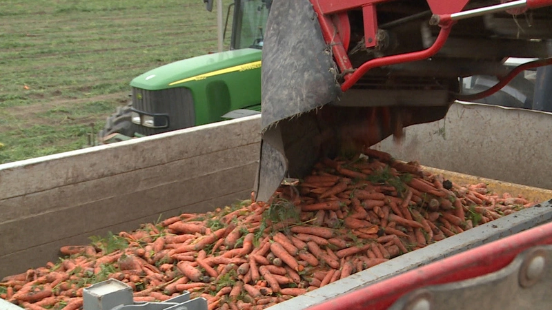 На сахалинских полях уродилась крепкая морковь