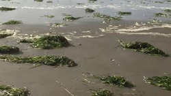 «Хиннамнор» выбросил кучу морских водорослей на побережье в Анивском районе