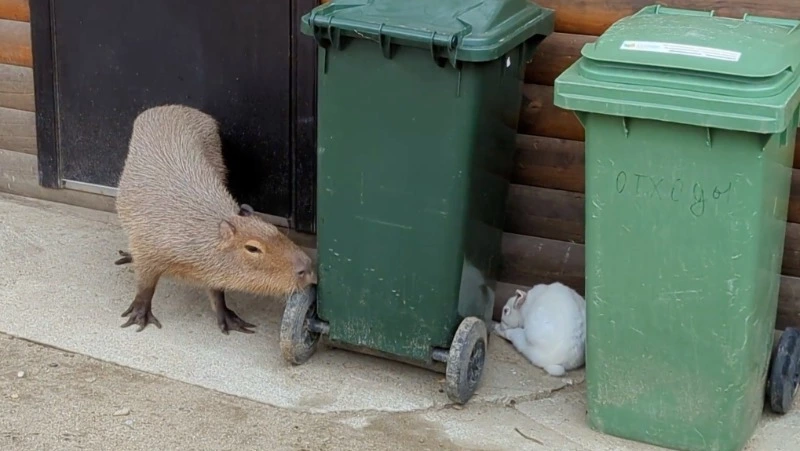 Капибару из зоопарка Южно-Сахалинска поймали на мелком хулиганстве