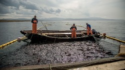 Объемы улова лососевых в Сахалинской области в 2 раза превысили уровень 2021 года