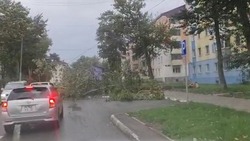 Дерево упало на провода из-за тайфуна «Хиннамнор» на Сахалине