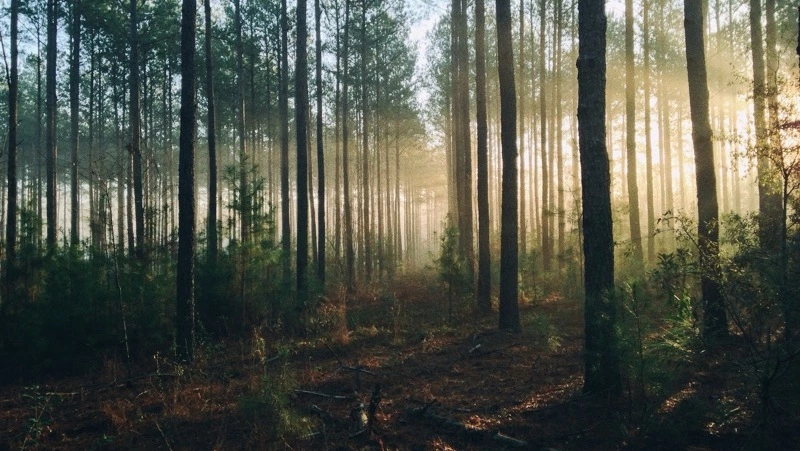 Количество рейдов в лесах Сахалина увеличат после массового убийства оленей
