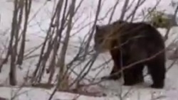 Медведя заметили возле места смерти задранного мужчины на Итурупе
