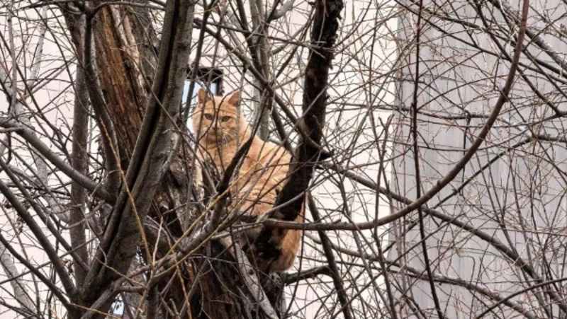 «Замерзает, плачет»: кота с особенным окрасом выкинули на улицу вместе с домом в Южно-Сахалинске