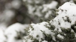 Снег и до -8 градусов ждет жителей Южно-Сахалинска 8 ноября