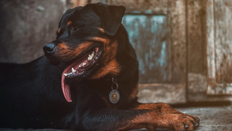 Четырех собак поймали отловщики на двух улицах Южно-Сахалинска 30 августа 