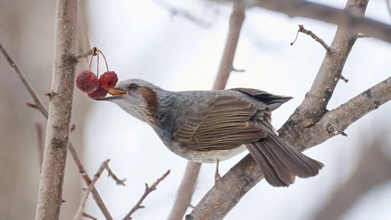 Южно-Сахалинск оккупировали каштановоухие бюльбюли