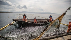 Неоднозначные оценки одной путины. На Сахалине подвели итоги лососёвой страды