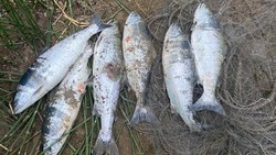 Браконьеры атаковали реки рядом с рыбоводными заводами Сахалина