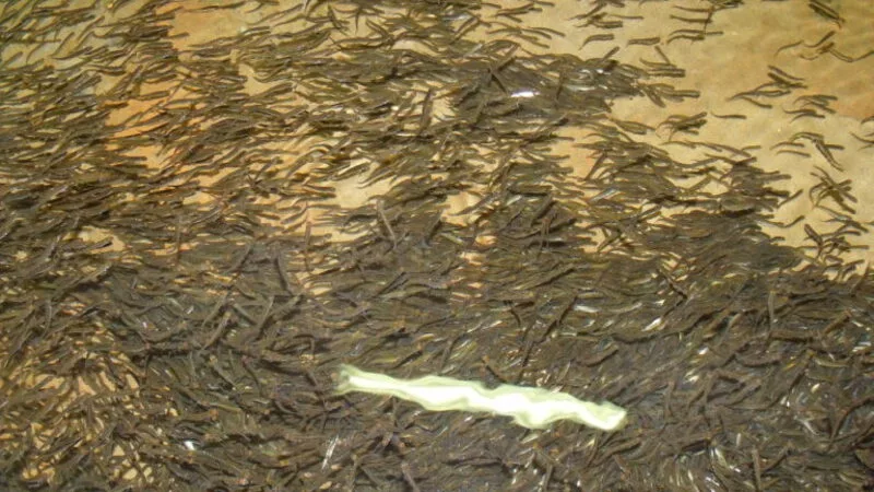 Сахалинские реки заполнили тихоокеанским лососем