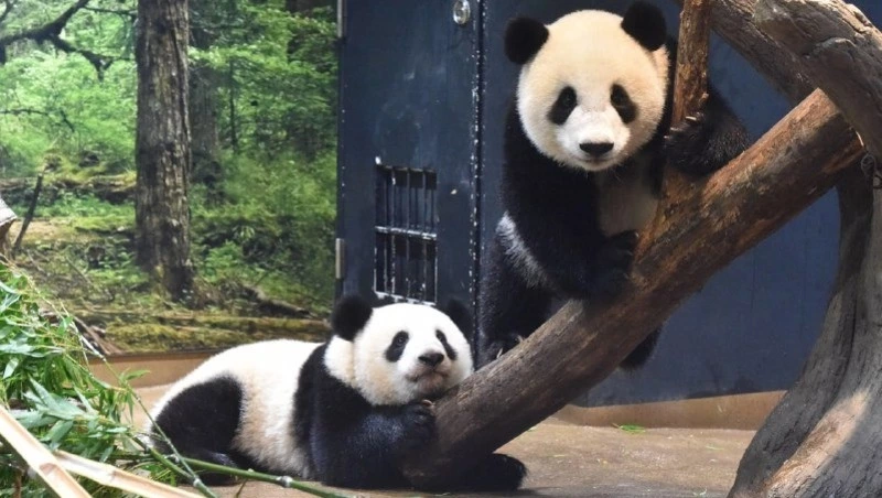 Китай отзывает из Японии единственных панд-близнецов