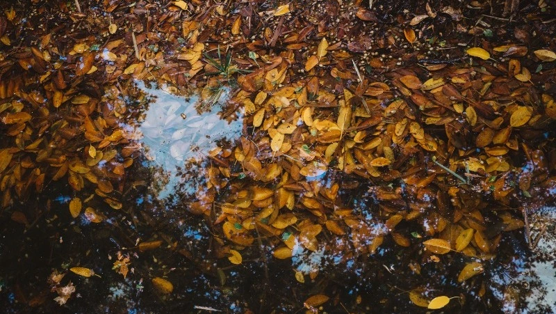 Небольшой дождь и утренний туман накроют Южно-Сахалинск 19 октября