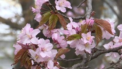 Сакура украсила нежно-розовыми облаками улицы Южно-Сахалинска