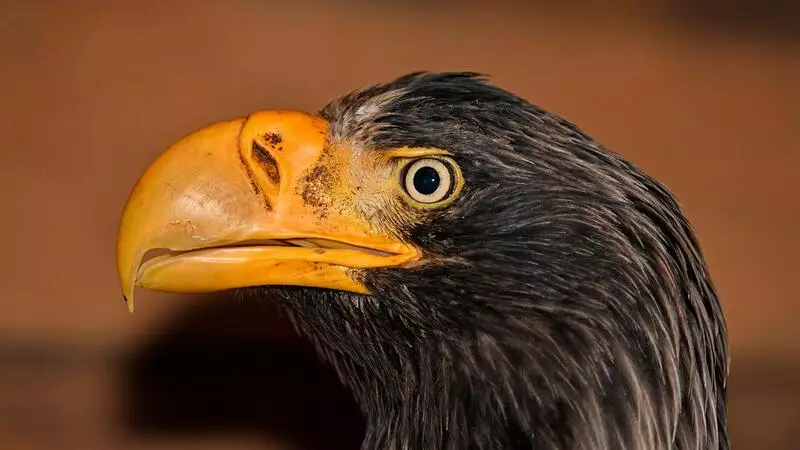 Московский ветеринар прилетит на Сахалин для лечения орлана Киры