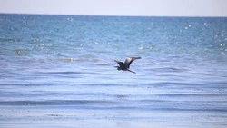 Депутат из Японии рассказал, когда начнут добычу в акватории Южных Курил по российским квотам