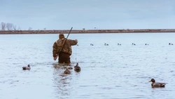 Охотников Сахалинской области попросили фотографировать добычу для исследования