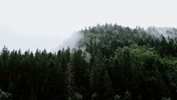 В Сахалинской области больше 10 лет не обследовали леса