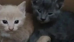Волонтеры Сахалина и Донецка спасли кошку с котятами в зоне СВО