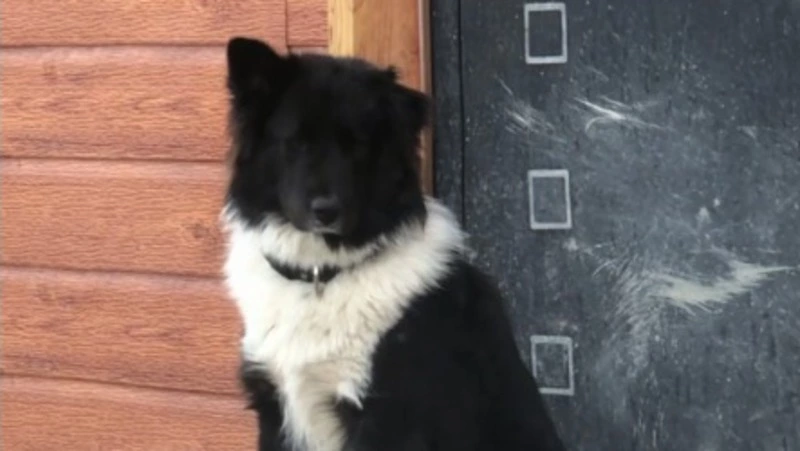 Неизвестные отравили домашнюю собаку для продажи ее мяса в Южно-Сахалинске