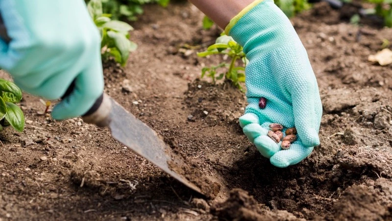 Лунный посевной календарь на 2024 год: важные даты для садоводов и огородников