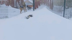 Собаки на грани жизни: приют Южно-Сахалинска попросил о срочной помощи