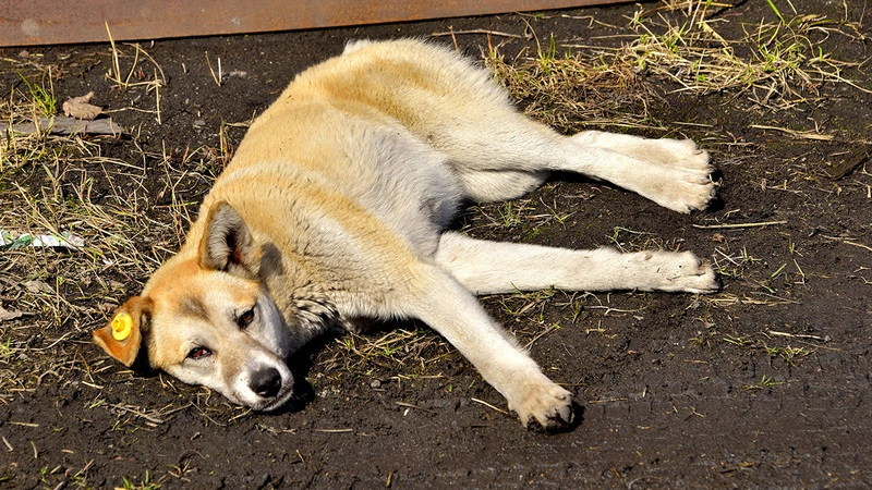 Ушел почти миллион и просят полтора. Мэрия Углегорска тратится на отлов собак