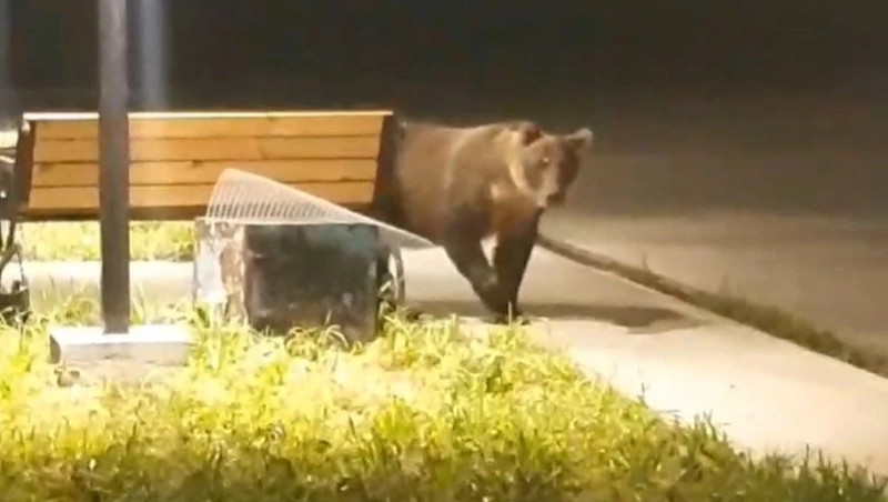 Голодного медведя отстрелили в селе на Курилах