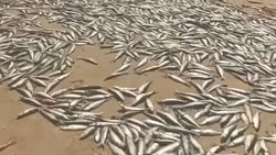 Тонны гниющей сельди выбросило на сахалинское побережье 