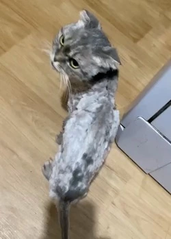 Сахалинцы побрили и покрасили кота, а потом выкинули его в подъезд