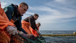 Итоги лососевой путины на Дальнем Востоке стали спорными для ученых и рыбаков