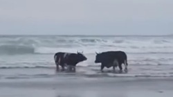 Видеофакт: на Курилах коровы развлекались в волнах прибоя