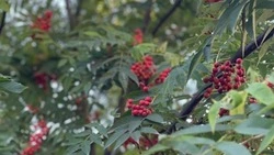 Синоптики озвучили предварительный прогноз погоды в Сахалинской области 25 сентября 