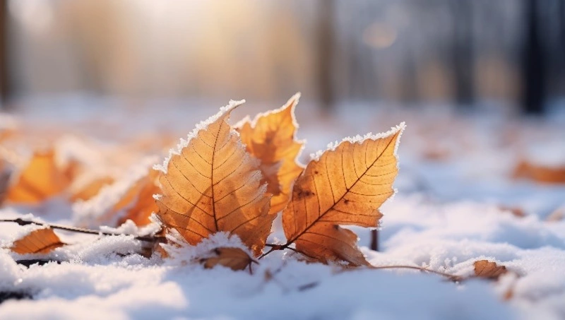 Погода в Южно-Сахалинске 12 ноября: -4 и слабый снег 