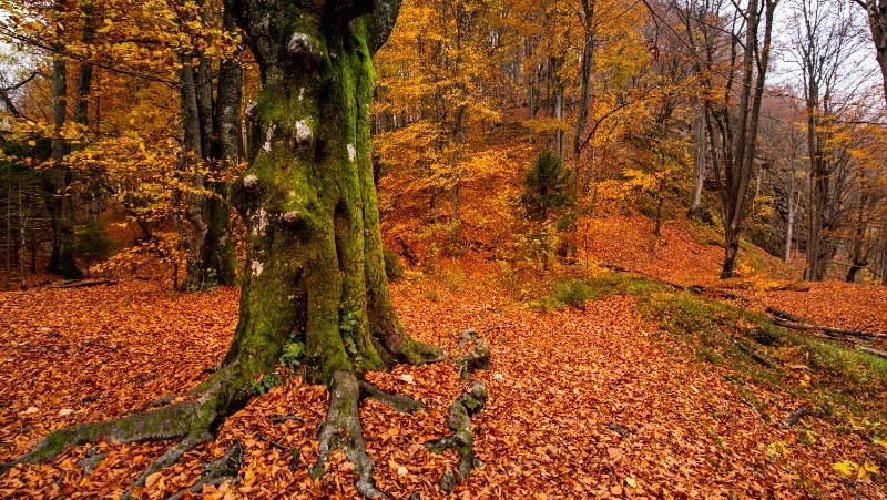 Церковный праздник 27 сентября 2024: что нельзя делать в этот день, приметы