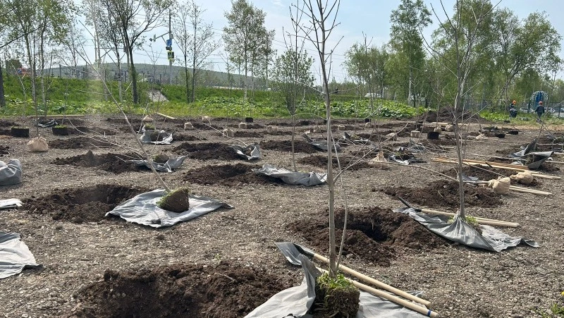 В Южно-Сахалинске высадили деревья в память о погибших в годы Великой Отечественной войны