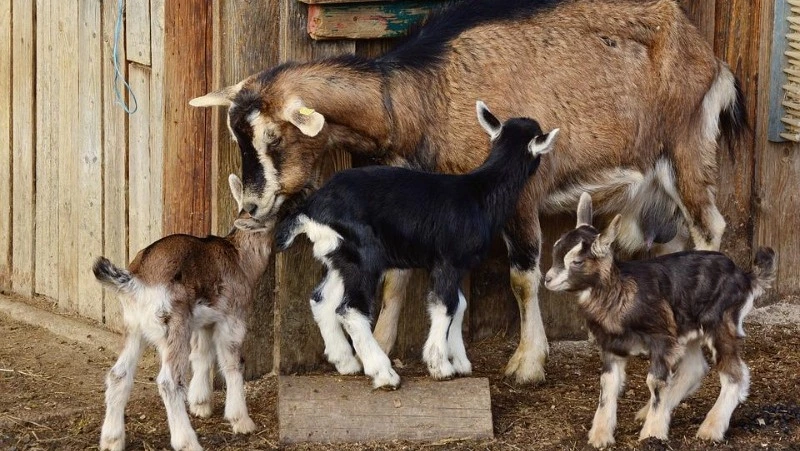 Санкции мотивировали фермера искать новые идеи производства на Сахалине